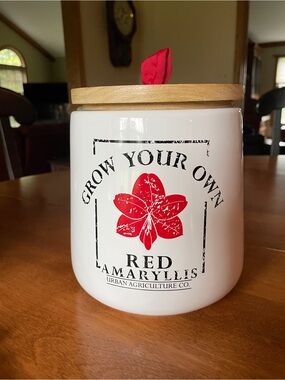 Amaryllis Grow Your Own Decorative Flower Pot from Sundance